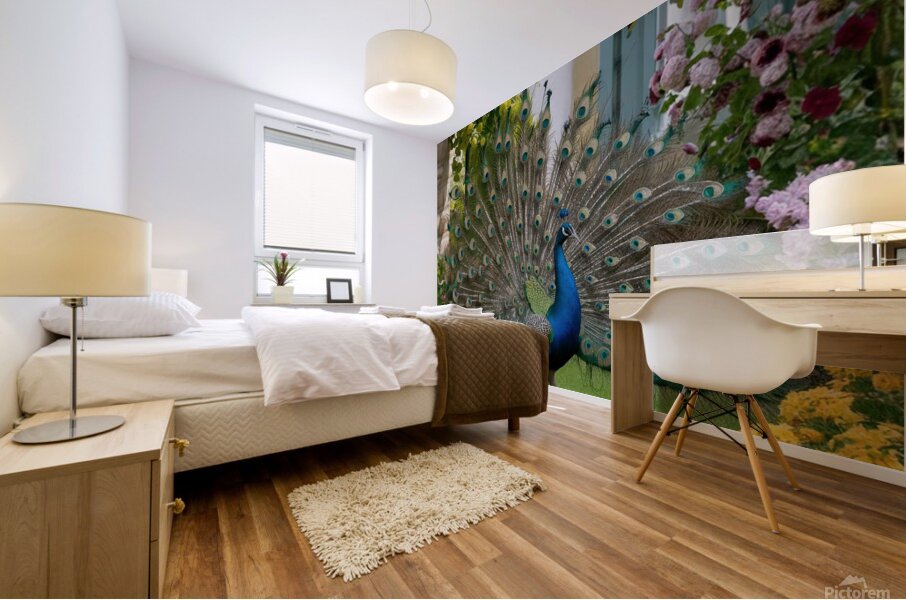  peacock spreading its wings in a beautiful  Mural print