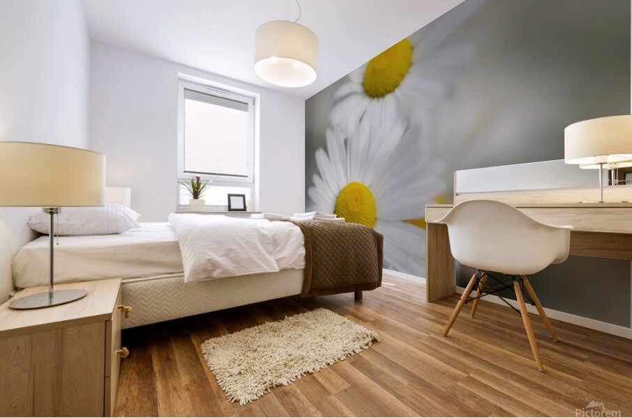 Whispers of Purity”: White Daisies in Soft Focus Mural print