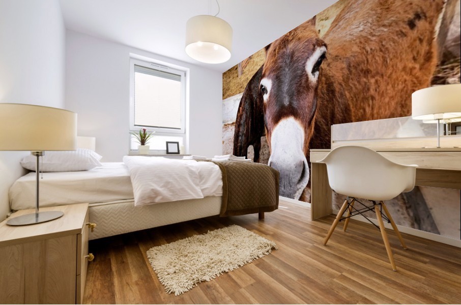 Donkey friends Mural print