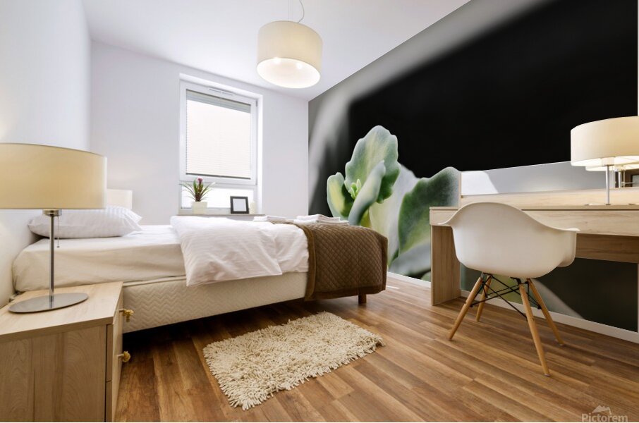 Sedum stonecrop plant detail Mural print