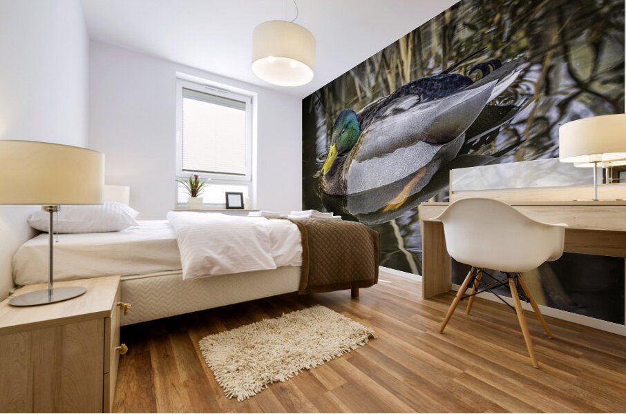 11425 Mallard Duck  Mural print
