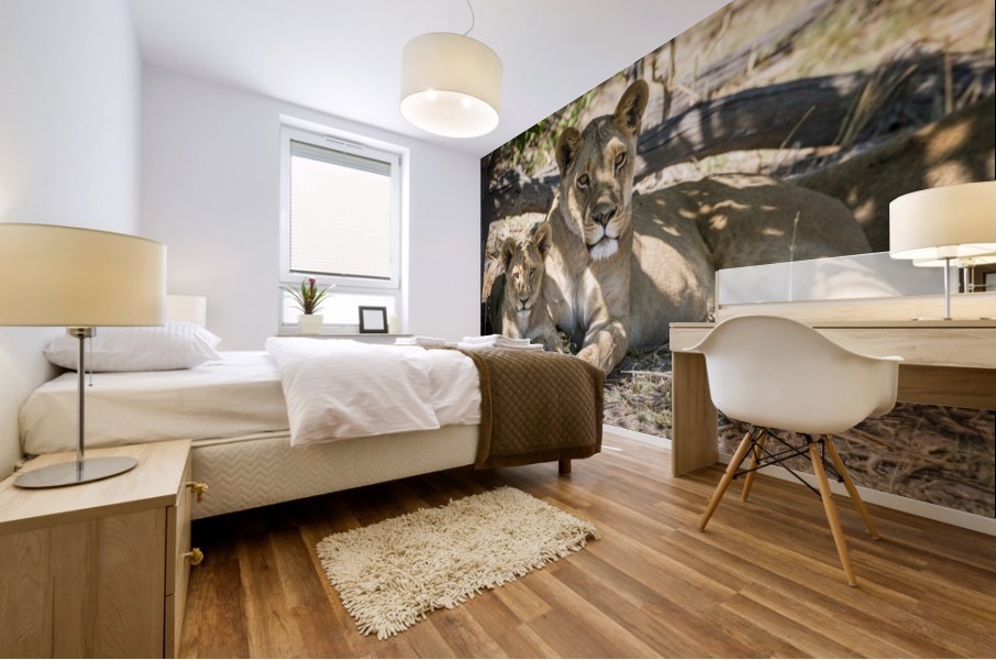 Lion cub 03 Mural print