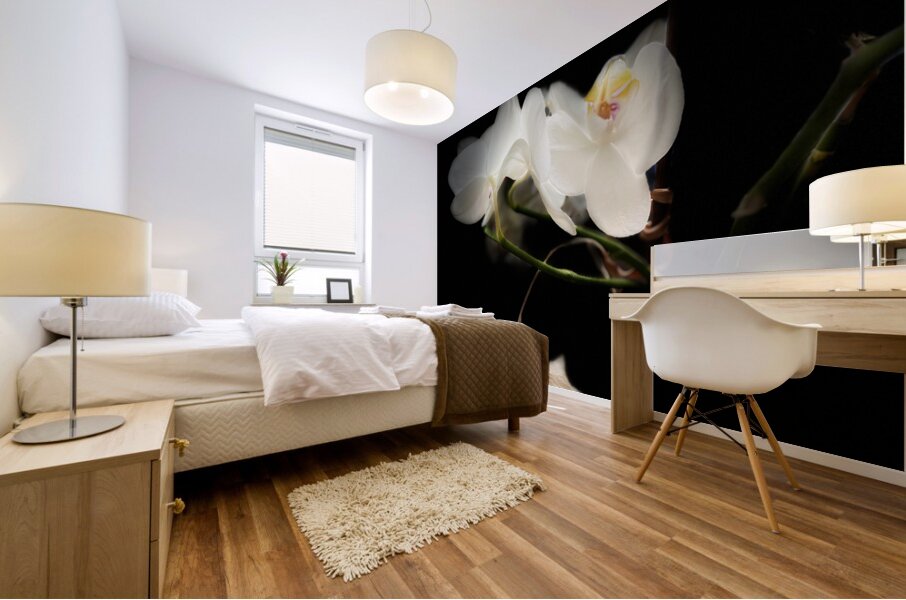 Portraits of Plants  Orchids in the Darkness  Mural print