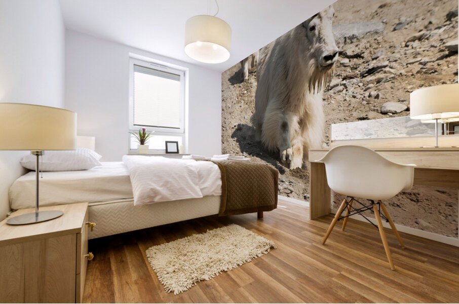 Following in Her Footsteps: Baby Mountain Goat and Mama Mural print
