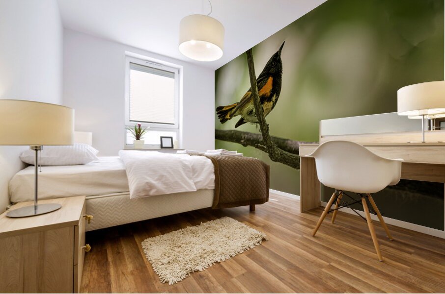 11563 American Redstart      Setophaga rutcilla  Mural print