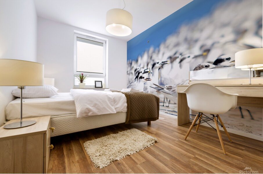 Cabots Terns Mural print