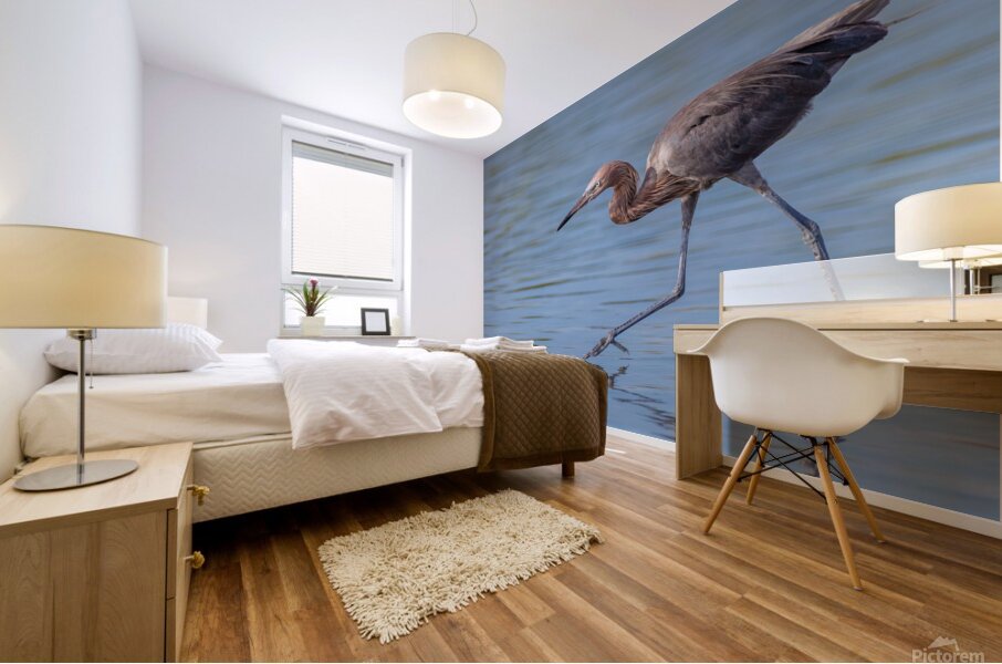 Reddish Egret 3351 Mural print