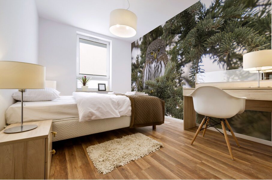 Northern Pygmy Owl 7469  Mural print