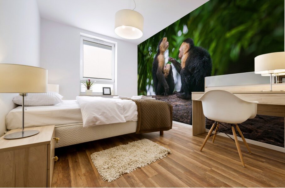 Close up of a family or group of white faced Capuchin Monkeys in Mural print