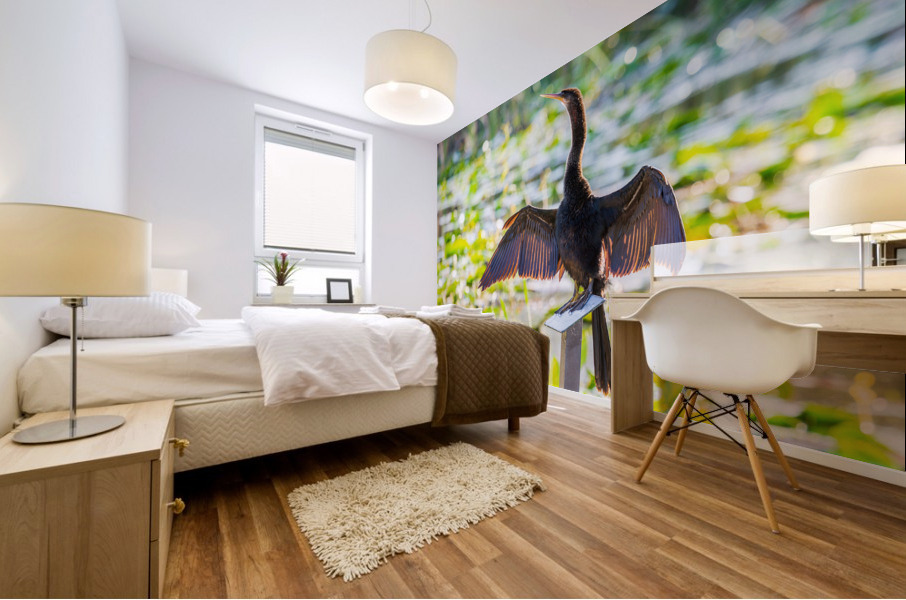 Anhinga bird drying its feathers in Everglades Mural print
