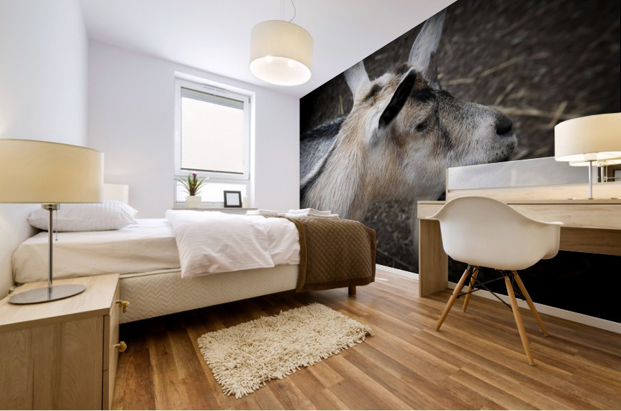 Chevre et compagnon Mural print