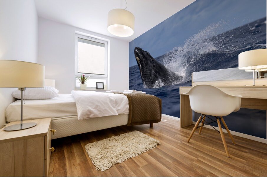 Humpback Whale Head Lunge near Lahaina Maui Hawaii Mural print