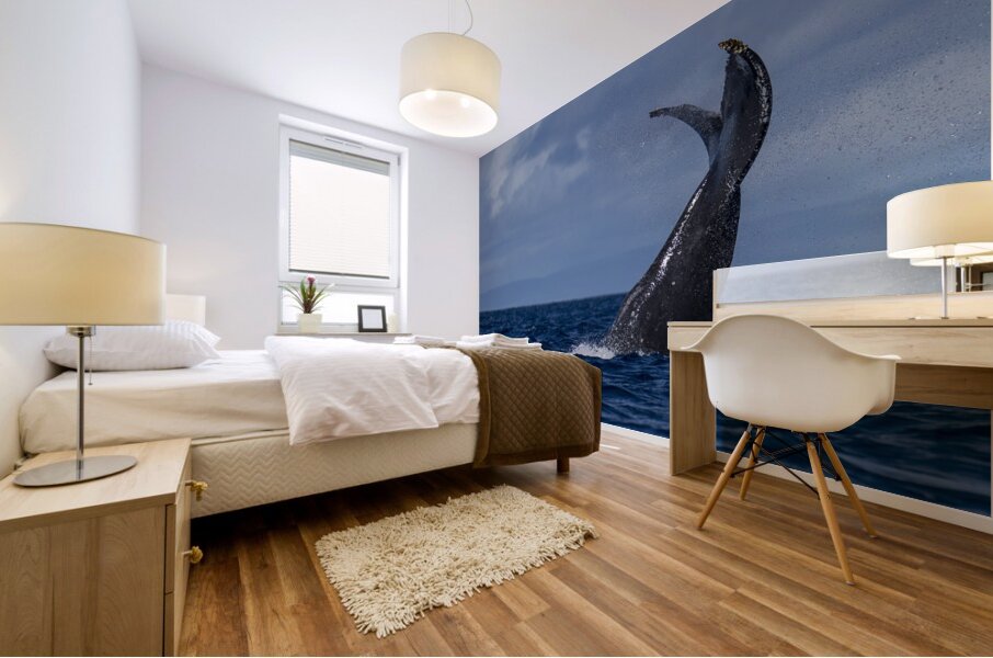 Humpback Whale Tail Slapping near Lahaina Maui Hawaii Mural print
