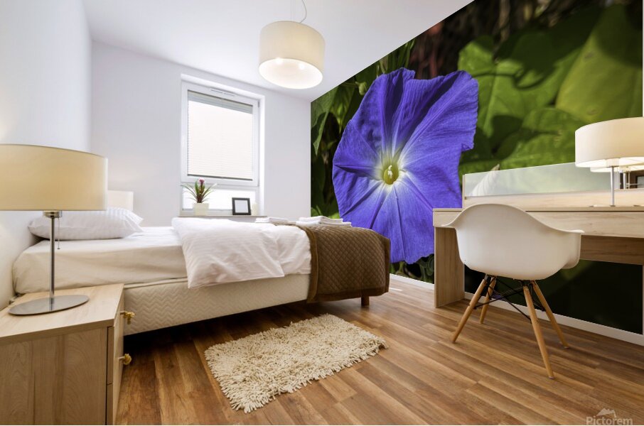 Morning Glory Mural print
