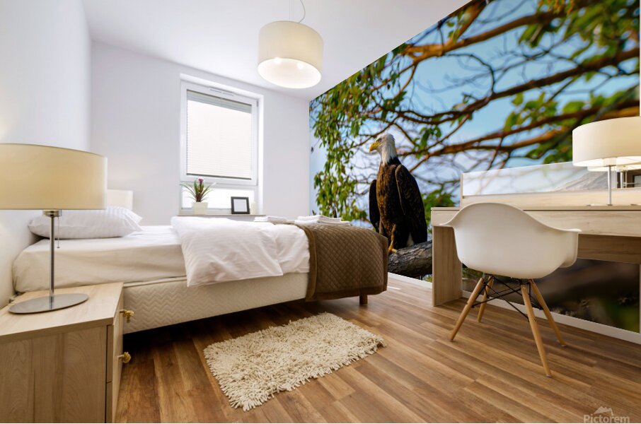 Bald Eagle in the Madrone Tree Mural print