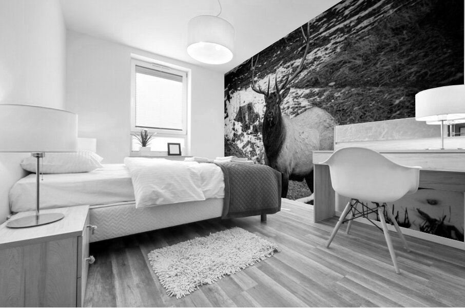 Bull Elk Canada Mural print