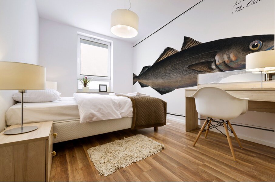 Saithe Pollock Coalfish Mural print