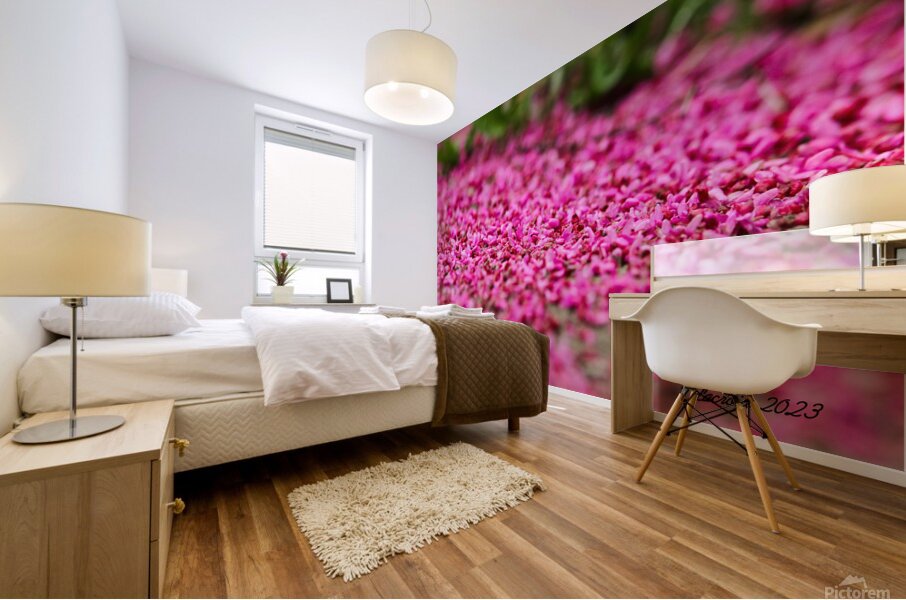 Spring time my front yard a Redbud tree Chicago Illinois Mural print