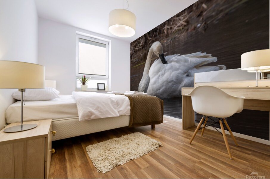 Preening Trumpeter Swan Mural print