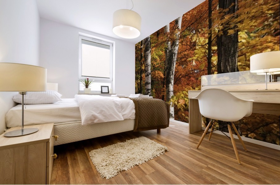 The colourful leaves and birch tree trunks in Algonquin Park; Ontario, Canada Mural print