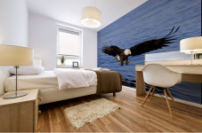 A Bald Eagle Swoops In With Talons Extended Just Before Catching A Fish From The Ocean In Southeast, Alaska. Mural print