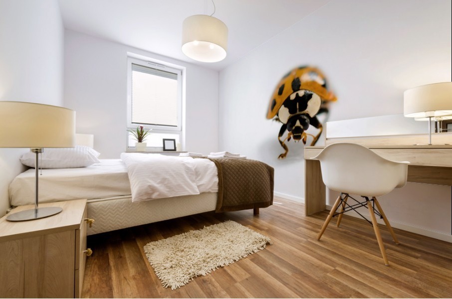 Coccinelle asiatique Mural print