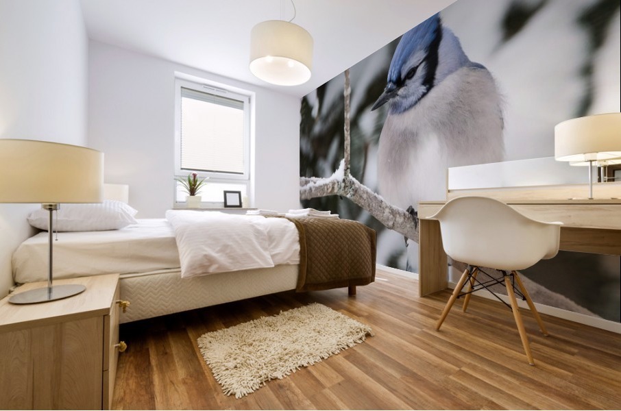 Geai bleu Mural print