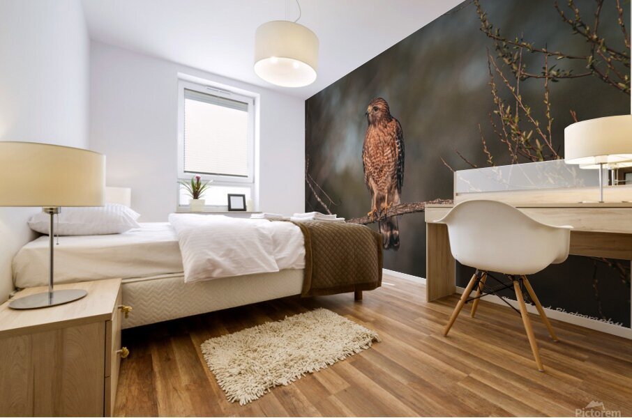 Curious Red Shouldered Hawk Mural print