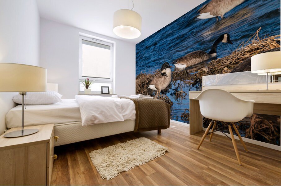 Grooming Canada Goose Mural print
