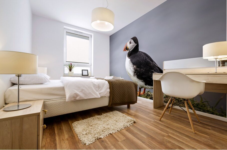 Atlantic puffins on the Faroe Islands. Mural print