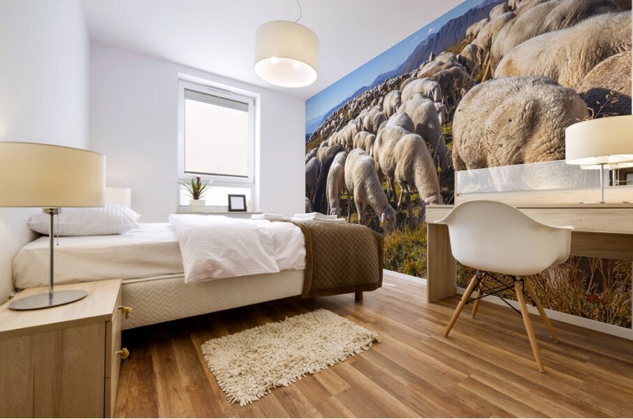 sheep in passo rolle Mural print