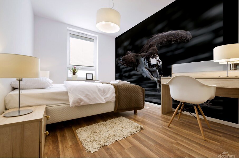 Osprey Eyes 20x30 jpeg Mural print