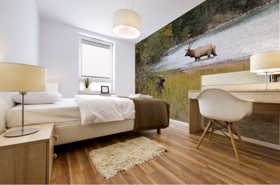 Elk Shot Mural print