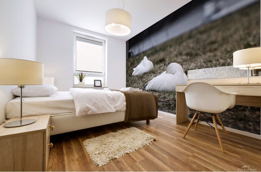 oies blanches 3 Mural print