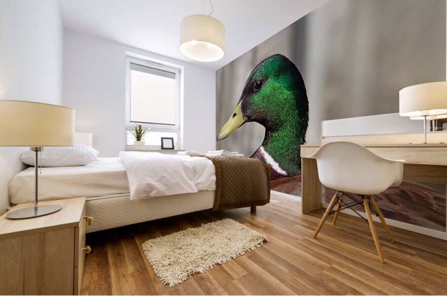 Drake Mallard Portrait II Mural print
