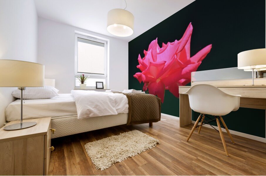 Glowing Pink Rose Mural print