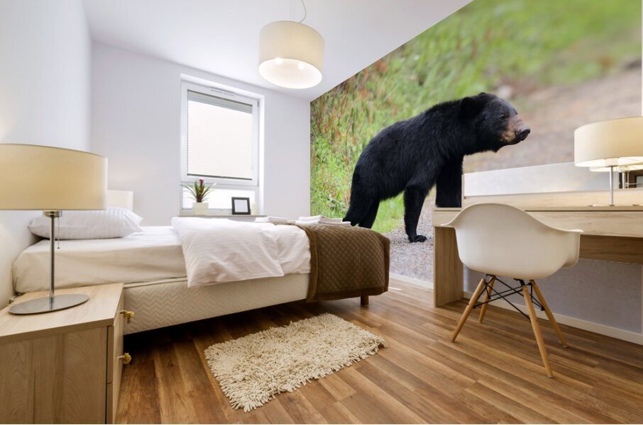 Why did the bear cross the road  Mural print