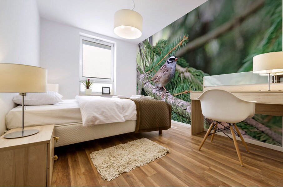 White Crowned Sparrow In Spruce Tree Mural print