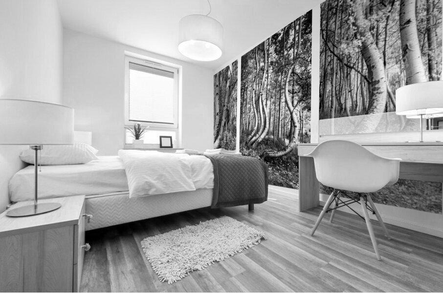 Curved Aspens near Telluride Colorado Mural print