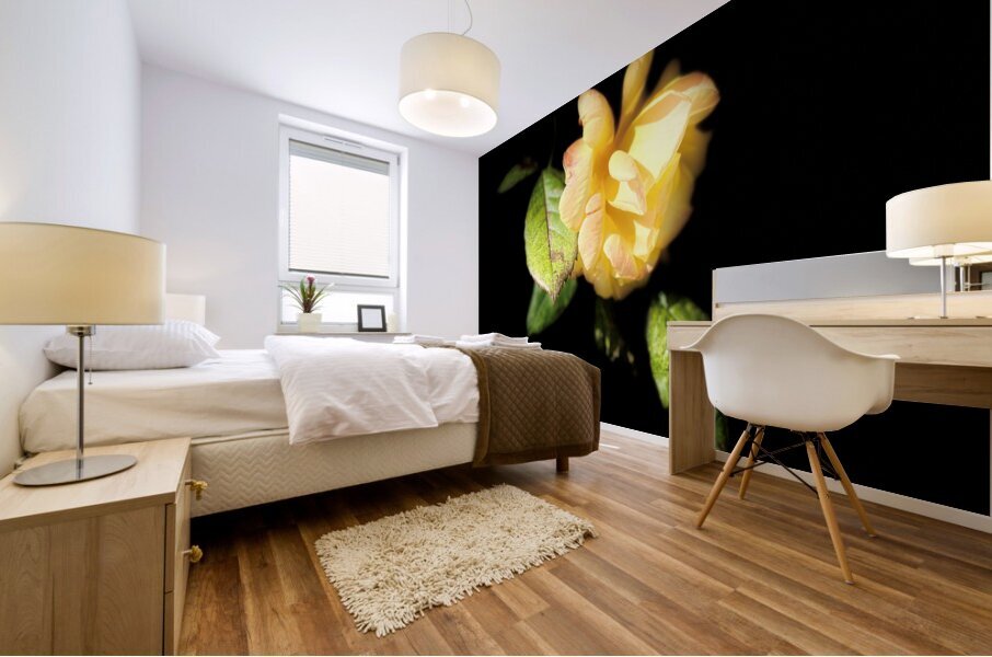  Lovely Yellow Rose on a Dark Background Mural print