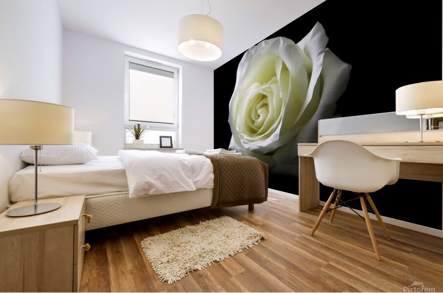 White Rose Mural print