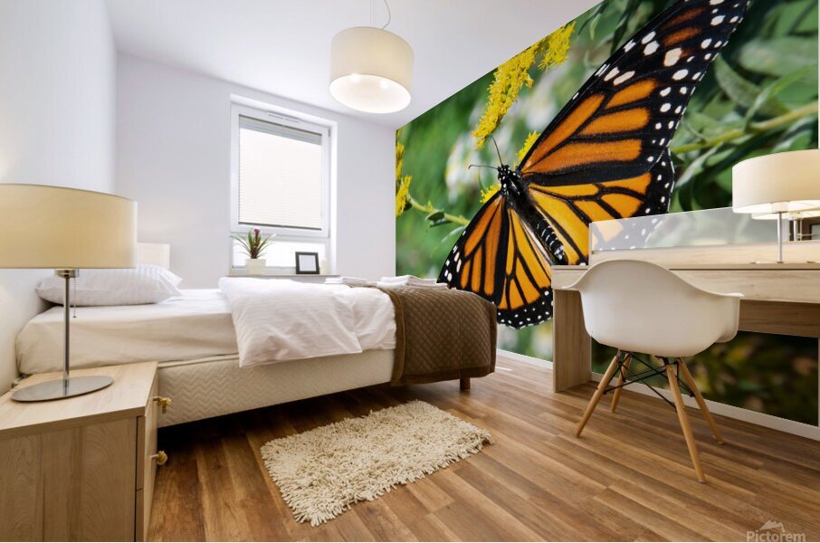 Eastern Monarch Butterfly Mural print