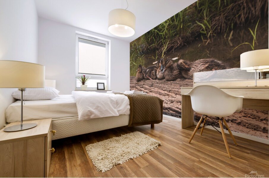 Juvenile Ducks in a Row Mural print