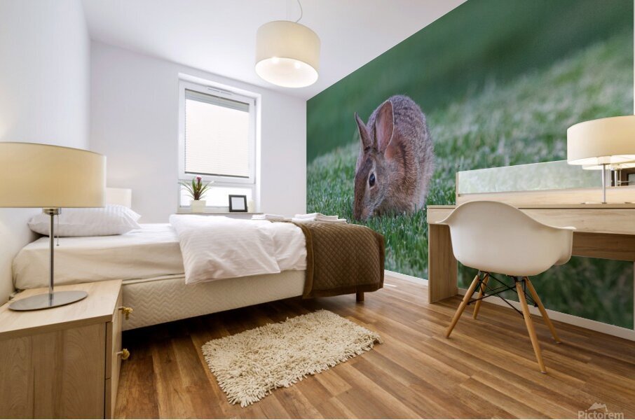 Backyard Bunny - Eye On Me Mural print