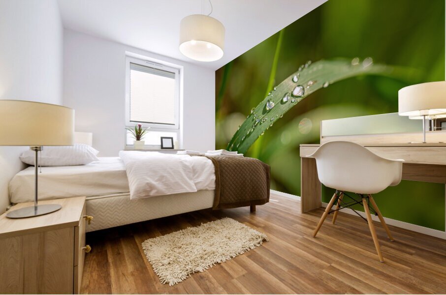 Closeup macro shot of fresh glittering dewdrops on green blade of grass Mural print