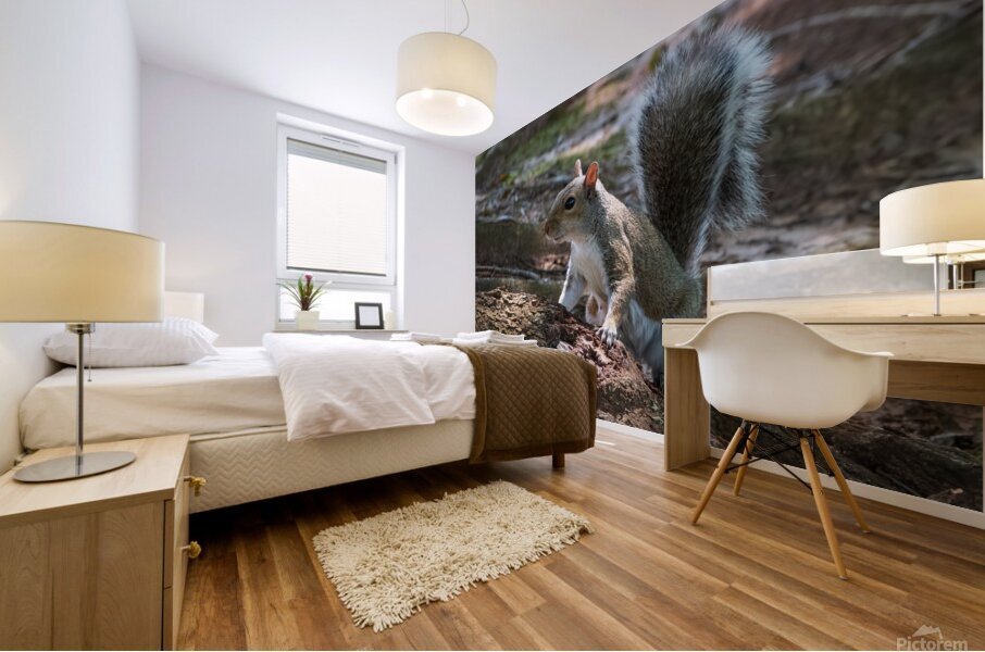 Curious Squirrel Mural print