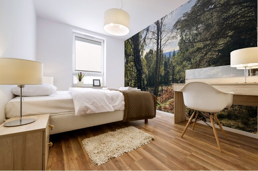 Forest Autumnal Sunlight in the Scottish Highlands Mural print