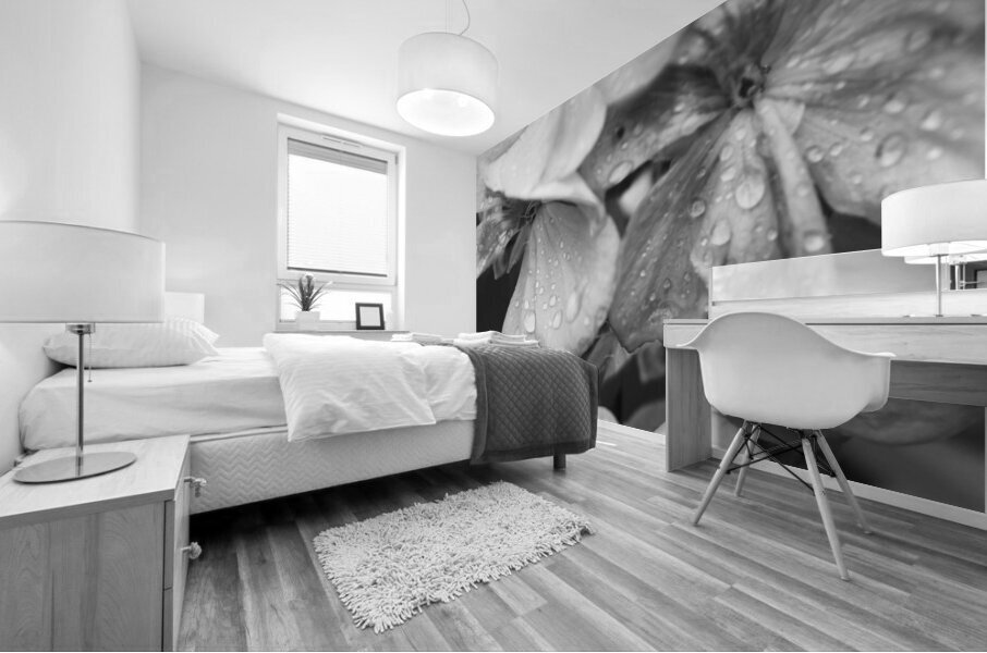 Raindrops Resting on Pink B&W Mural print