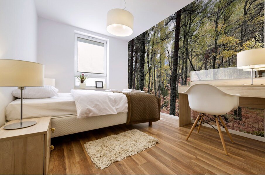 Autumnal Pine and Birch Forest in the Scottish Highlands Mural print