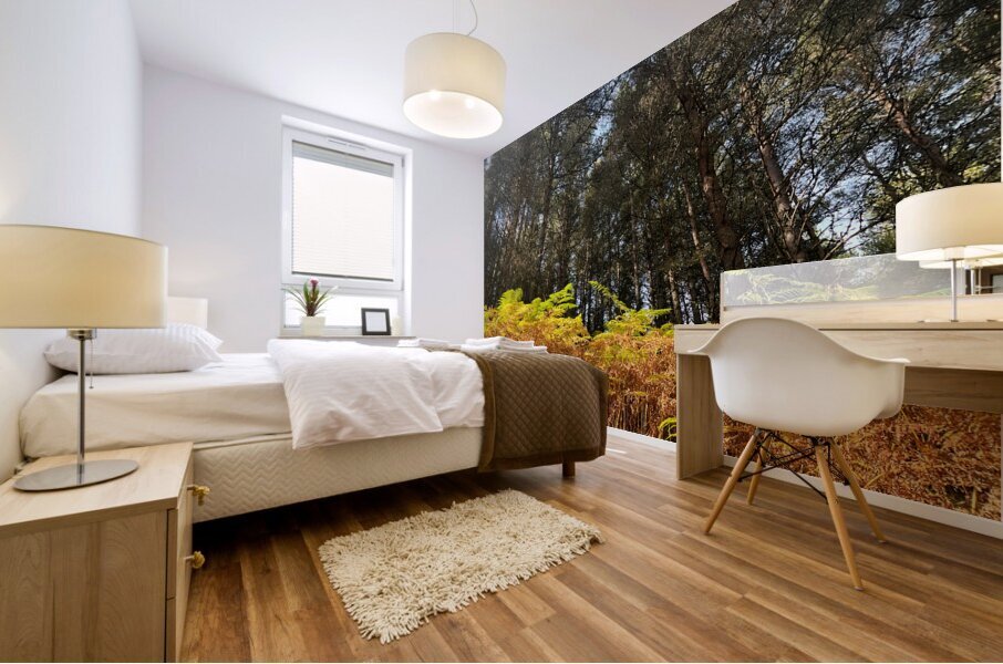 Scenes from the Trail - Ferns in a Scottish Highlands Pine Forest Mural print